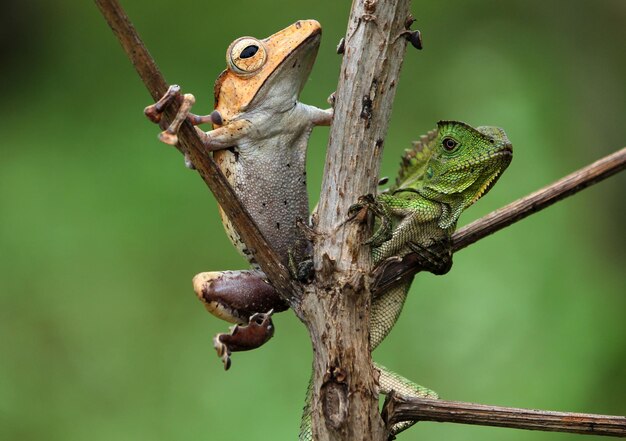 Photo un gros plan d'un lézard sur un arbre