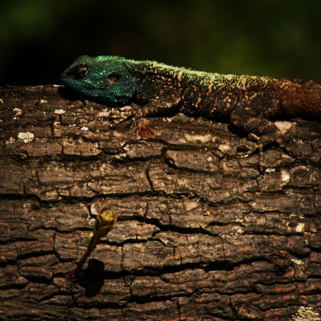 Photo un gros plan d'un lézard sur un arbre