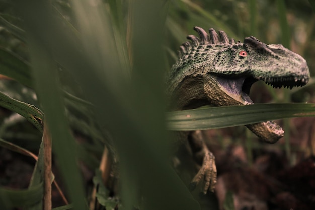 Un gros plan d'un lézard sur un arbre