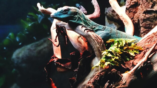 Photo un gros plan d'un lézard sur un arbre