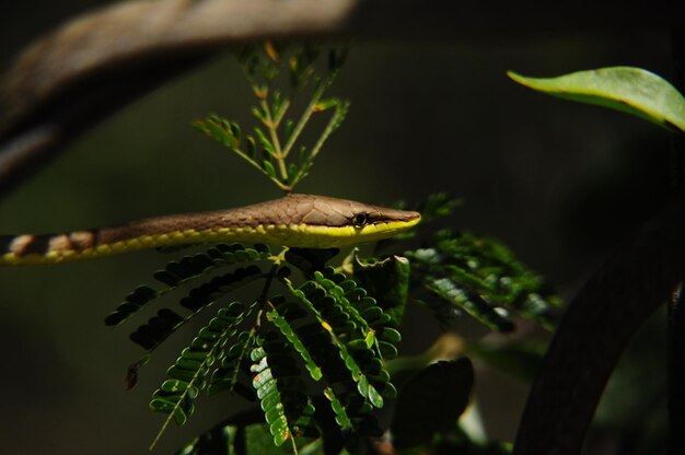 Photo un gros plan d'un lézard sur un arbre