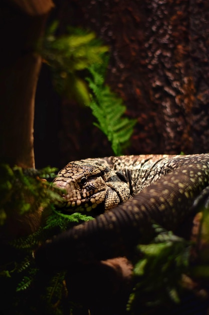 Un gros plan d'un lézard sur un arbre