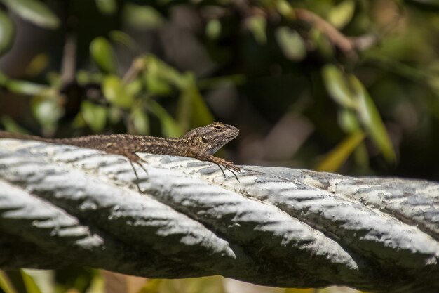 Photo un gros plan d'un lézard sur un arbre