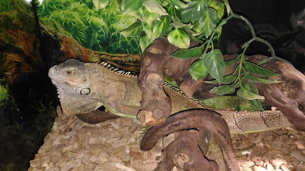 Un gros plan d'un lézard sur un arbre