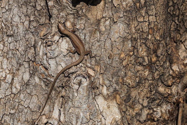 Photo gros plan sur un lézard brun sur fond d'écorce d'arbre coloration protectrice du lézard