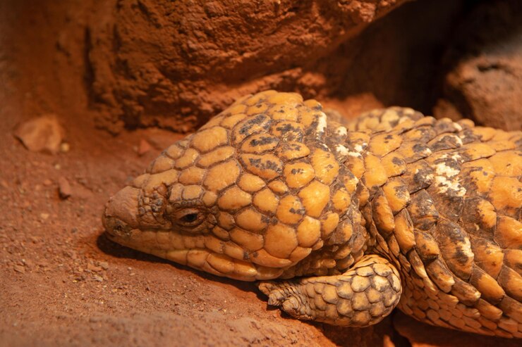 Photo un gros plan d'un lézard dans un zoo