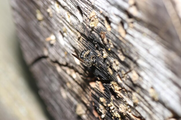 Photo un gros plan d'un lézard sur du bois