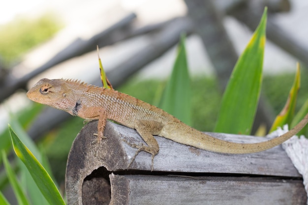 Photo un gros plan d'un lézard sur du bois