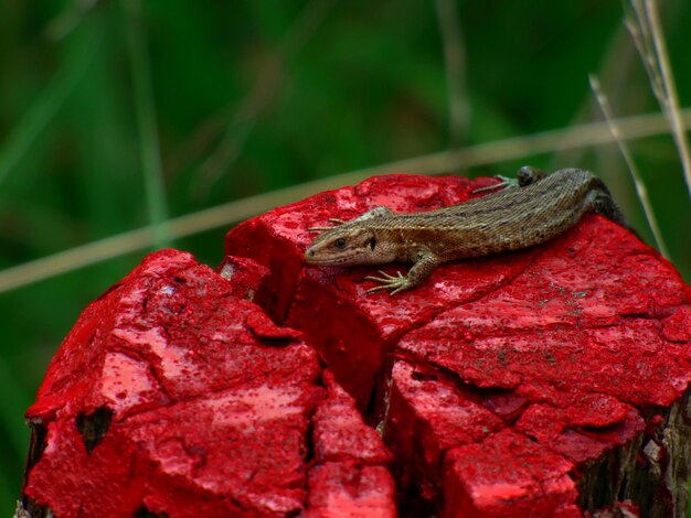 Un gros plan d'un lézard sur une feuille rouge