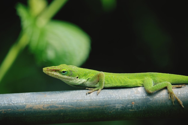 Photo un gros plan d'un lézard sur une feuille