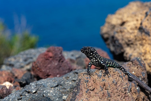 Gros plan sur le lézard filfola ou le lézard maltais des murailles