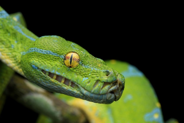 Un gros plan d'un lézard sur un fond noir
