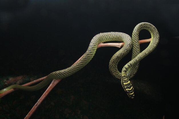 Photo un gros plan d'un lézard sur un fond noir