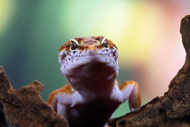 Gros plan de lézard gecko léopard