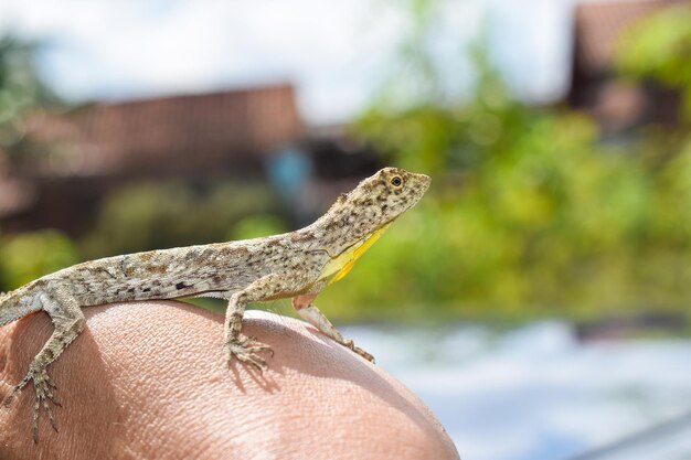 Photo un gros plan d'un lézard sur une main