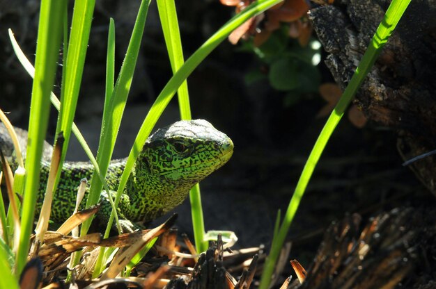 Gros plan sur lézard mâle en couleur verte de reproduction