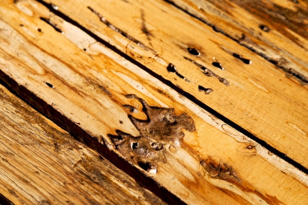 Un gros plan d'un lézard sur une planche de bois