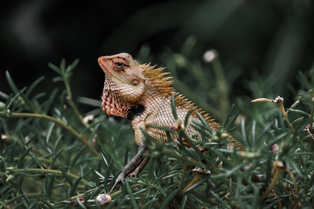 Un gros plan d'un lézard sur une plante