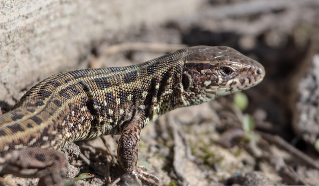 Photo un gros plan d'un lézard sur une roche