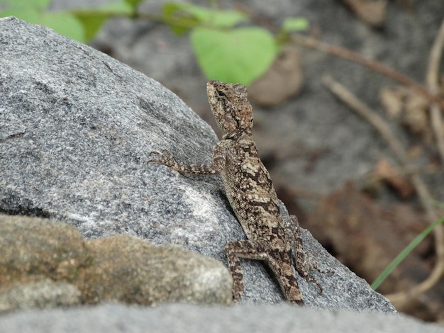 Photo un gros plan d'un lézard sur une roche