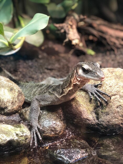 Photo un gros plan d'un lézard sur une roche