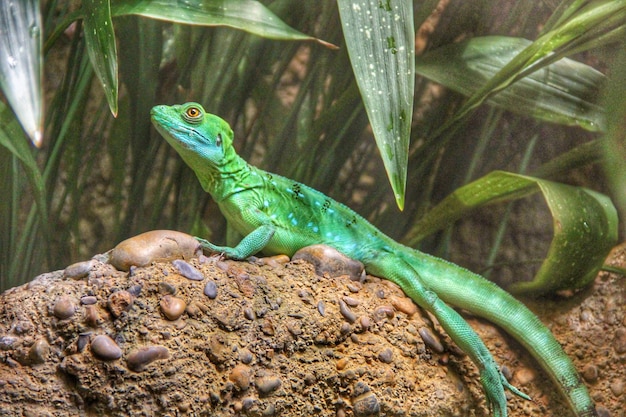 Un gros plan d'un lézard sur une roche