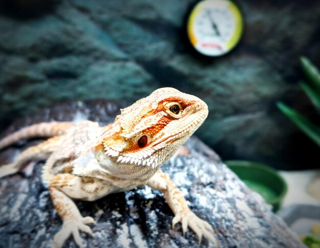 Photo un gros plan d'un lézard sur une roche