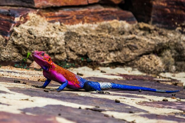 Photo un gros plan d'un lézard sur une roche