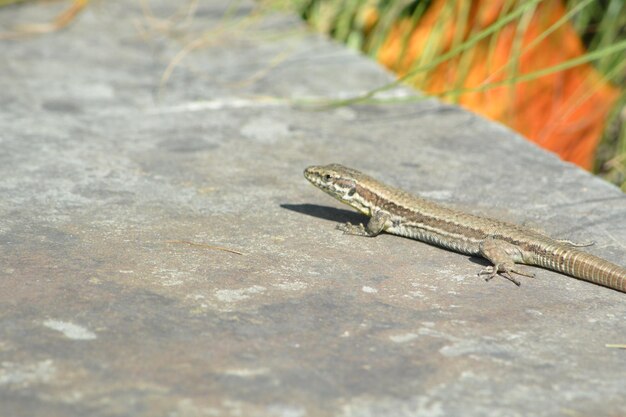 Un gros plan d'un lézard sur une roche