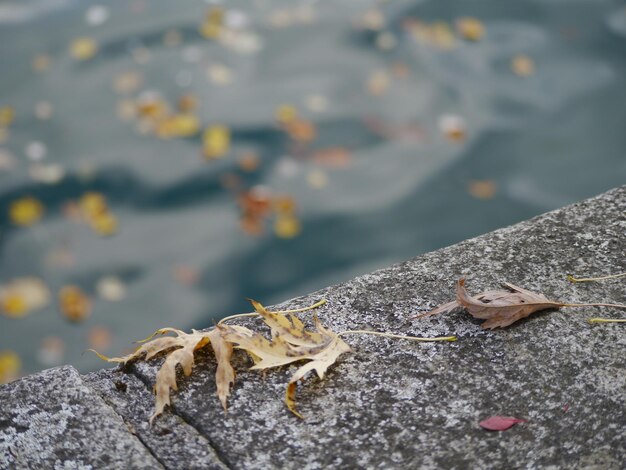 Photo un gros plan d'un lézard sur une roche