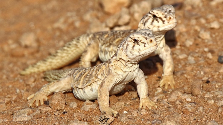 Photo un gros plan d'un lézard sur une roche