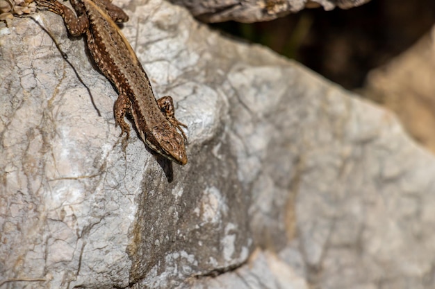 Un gros plan d'un lézard sur une roche