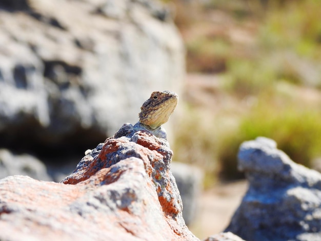 Photo un gros plan d'un lézard sur une roche