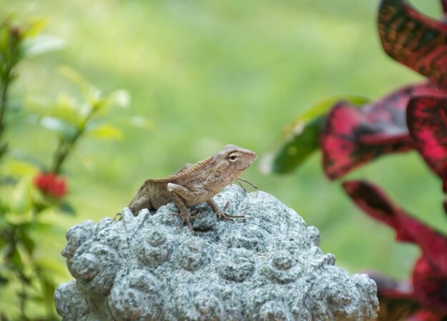 Un gros plan d'un lézard sur une roche