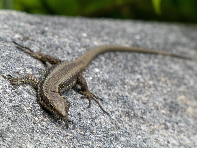 Un gros plan d'un lézard sur une roche