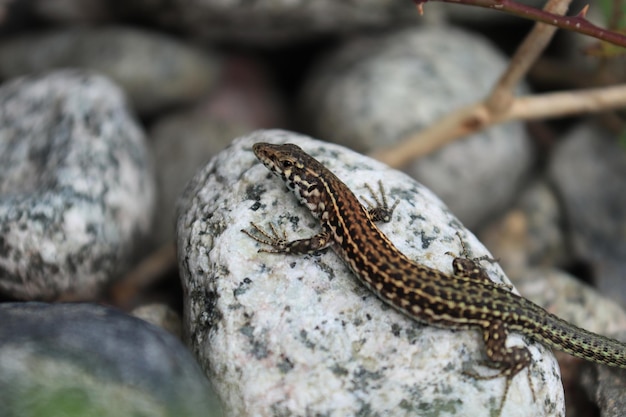 Un gros plan d'un lézard sur une roche