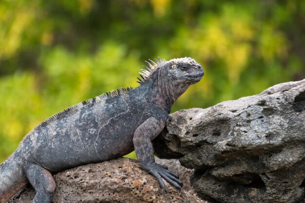 Un gros plan d'un lézard sur une roche