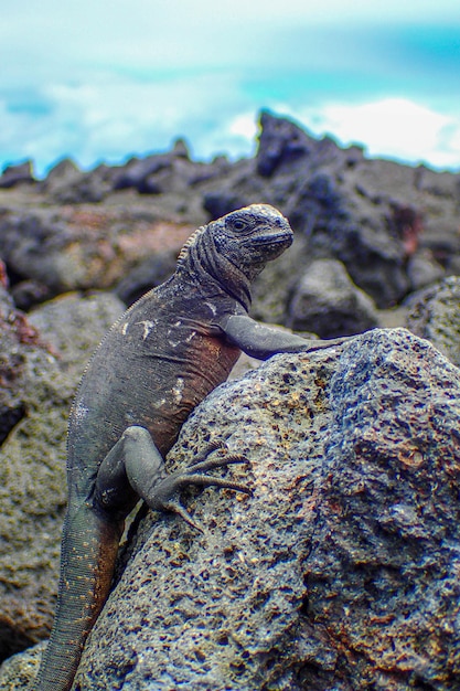 Photo un gros plan d'un lézard sur une roche