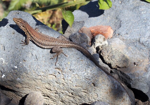 Photo un gros plan d'un lézard sur une roche