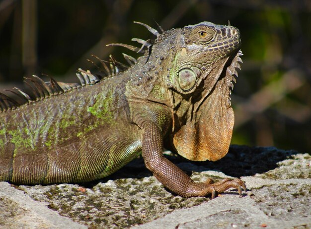 Photo un gros plan d'un lézard sur une roche