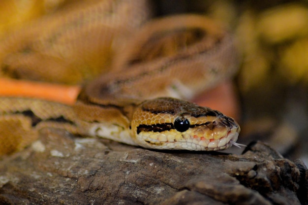 Un gros plan d'un lézard sur une roche