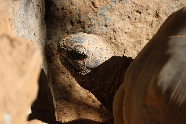 Photo un gros plan d'un lézard sur le rocher