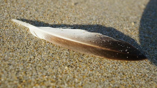 Photo un gros plan d'un lézard sur le sable de la plage