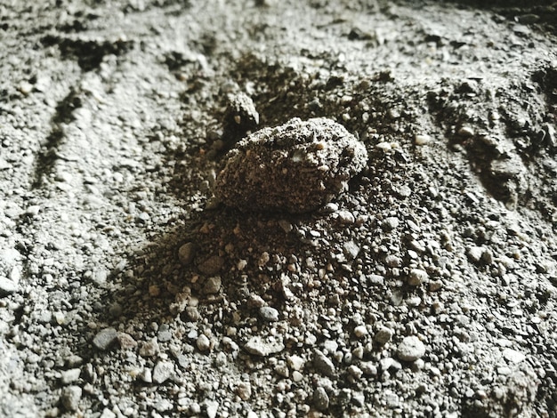 Photo un gros plan d'un lézard sur le sable de la plage