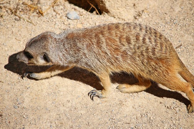 Photo un gros plan d'un lézard sur le sable