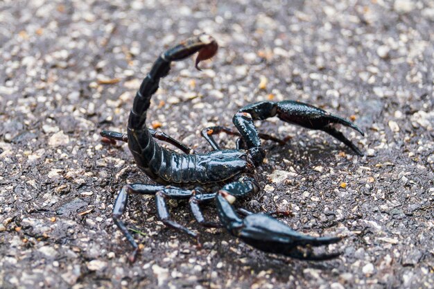 Photo un gros plan d'un lézard sur le sable