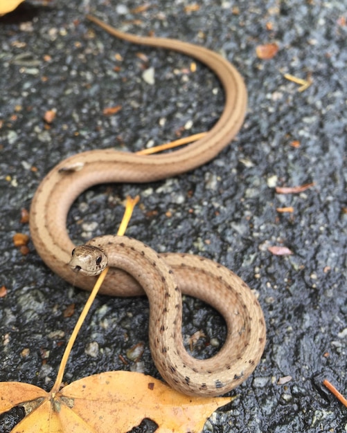 Un gros plan d'un lézard sur le sol