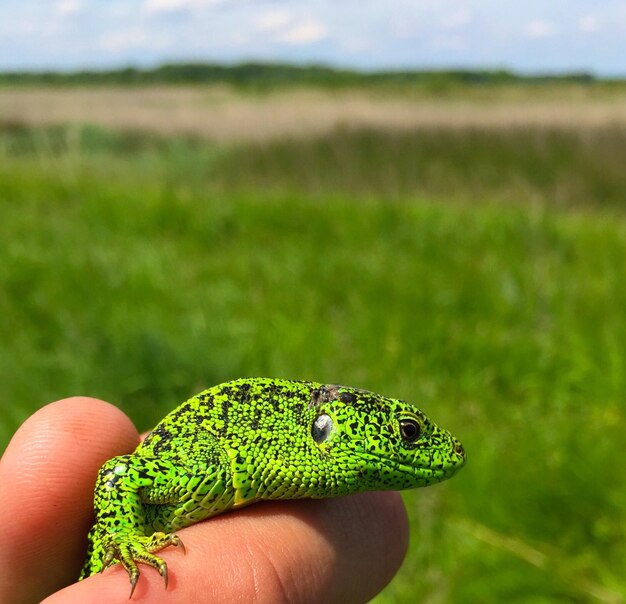 Photo un gros plan d'un lézard tenant la main