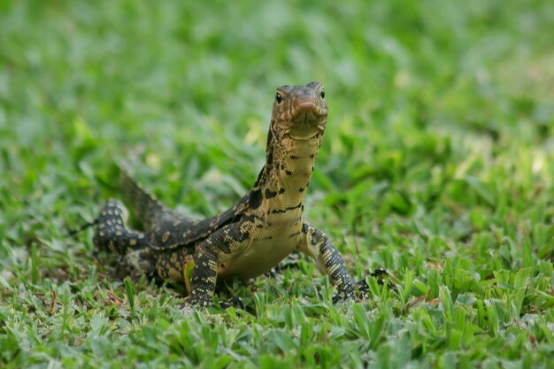 Un gros plan d'un lézard sur terre