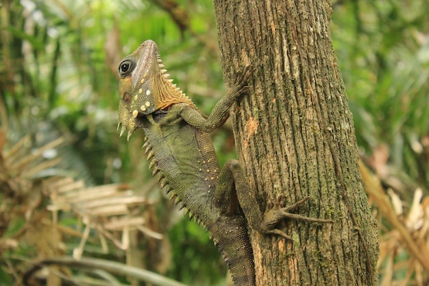 Un gros plan d'un lézard sur le tronc d'un arbre